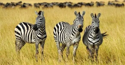 African Safaris & Wildlife Experiences