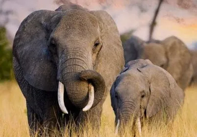 Luxury African Safari Packages