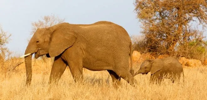 Explore Kenya on a luxury safari